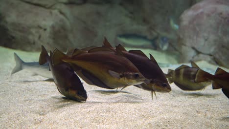 cod fish - gadus morhua. underwater shot of atlantic cod swimming and searching for food on the bottom of the sea