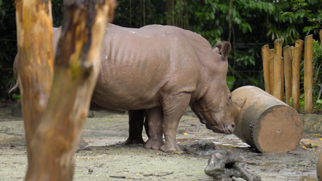 pareja de rinocerontes asiáticos jugando con juguetes de piedra y cuerno en el día de la lluvia del zoológico de singapur