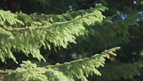 the soft green needles of pine tree branches are beautifully backlit by the morning sun, creating a serene and enchanting scene