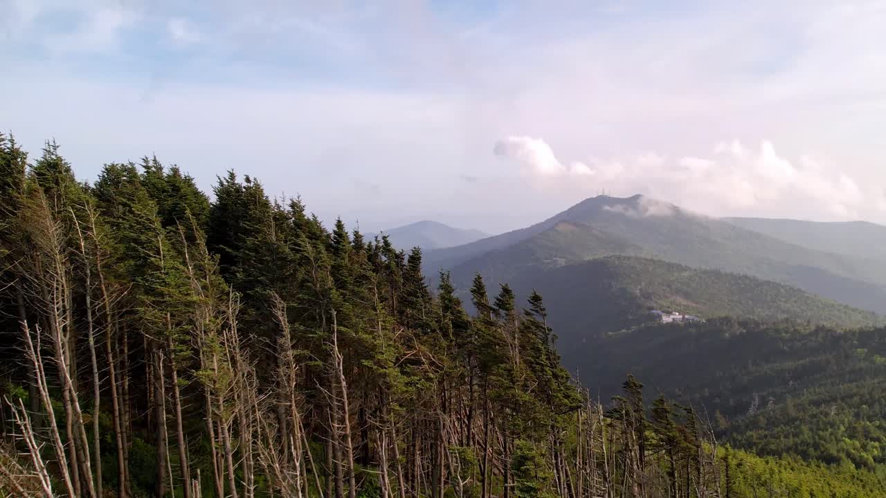 monte mitchell, monte mitchell árboles aéreos