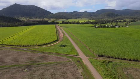 Sugarcane-Plantation-On-A-Sunny-Day-In-Preston-Near-Cedar-Creek-In-Queensland,-Australia