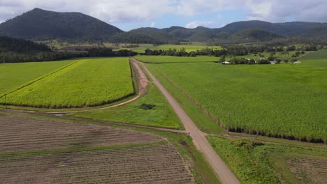 plantación de caña de azúcar en un día soleado en preston cerca de cedar creek en queensland, australia