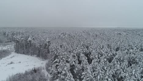 aerial view. flying above frozen forest. misty day. 50fps, 4k.