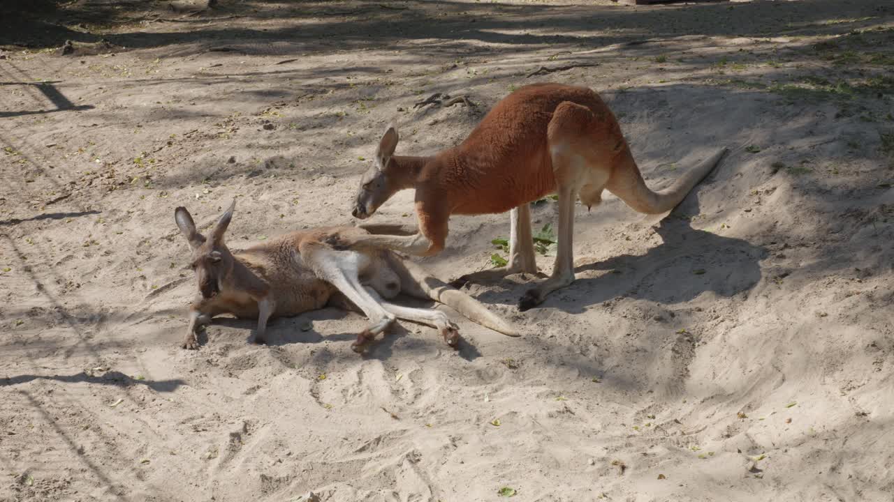 dos canguros, un macho y una hembra
