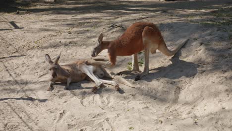 two kangaroos, a male and a female