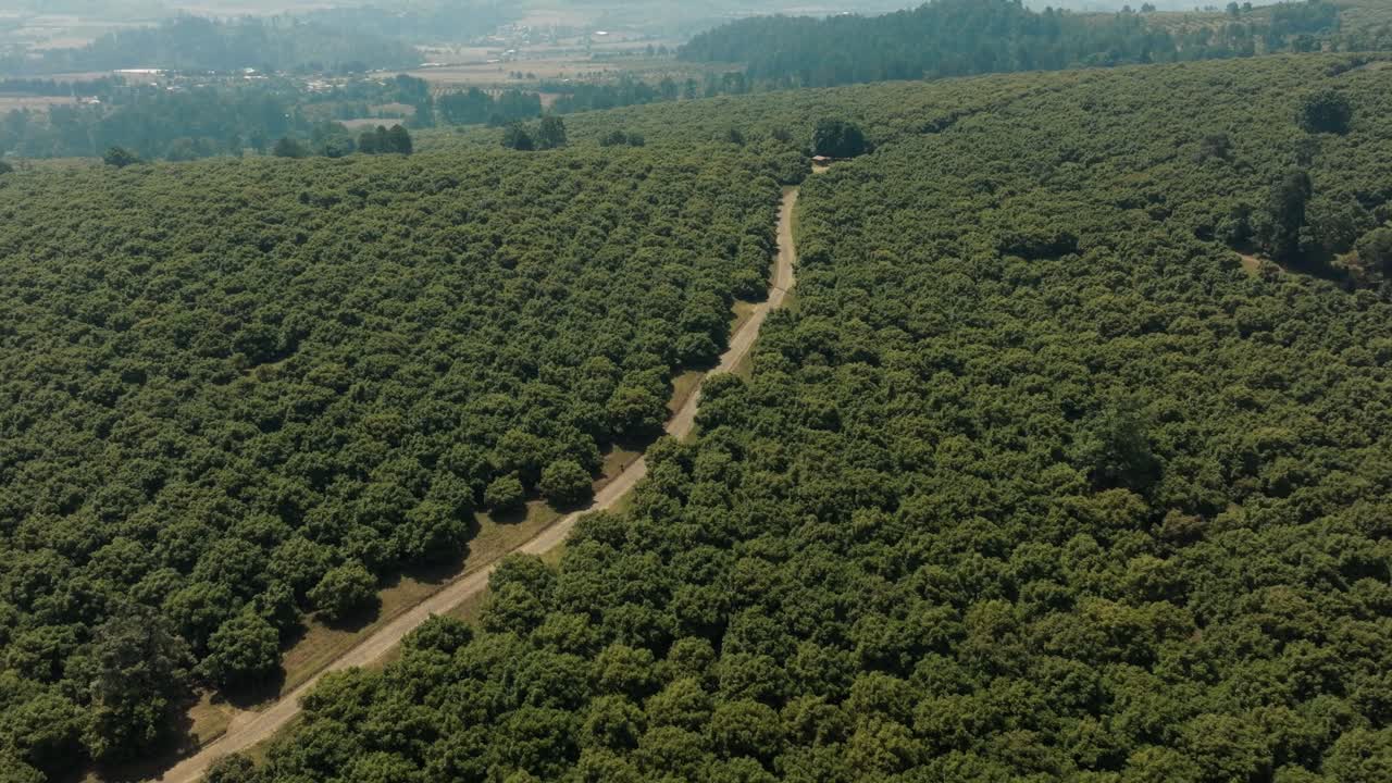 Avocado tree farm in an aerial view. Day time
