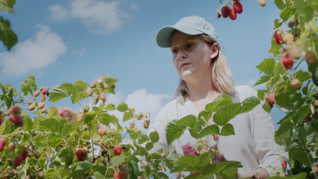 Woman farmer working in the field - picking raspberries