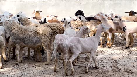 rebaño de ovejas en un corral