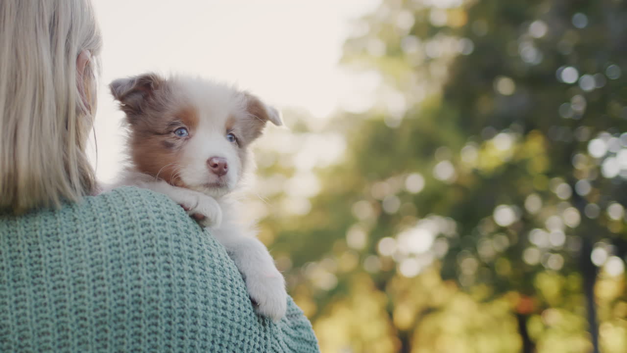 A cute puppy lies on the shoulder of the owner, stands in the park in the rays of the sun. Favorite pets and affection.