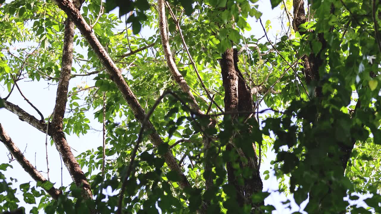 새 는 나무 가지 를 가로질러 움직인다