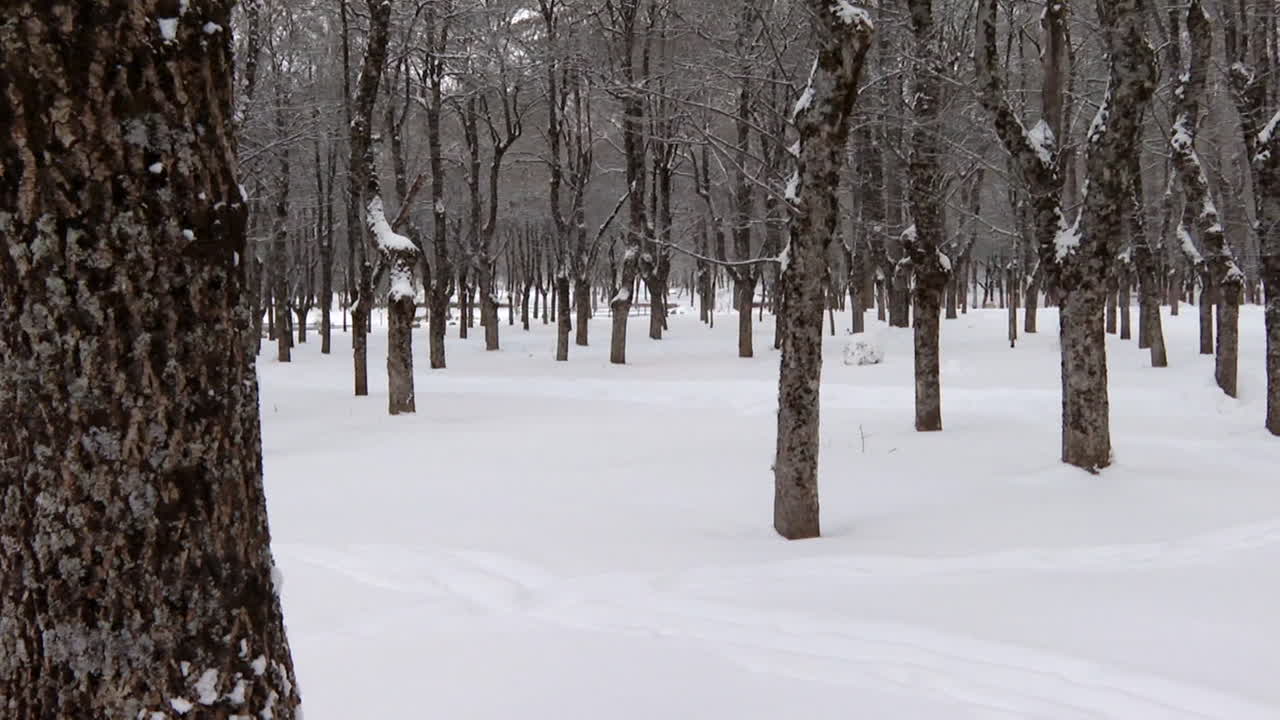 겨울 에 눈 인 숲