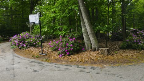 Blick-Auf-Blühende-Rhododendronbüsche