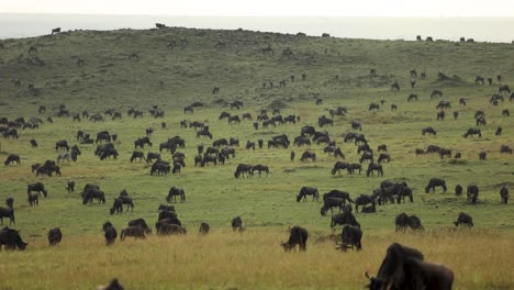 timelapse of thousands of wildebeest grazing the grassy plains of the masai mara, kenya