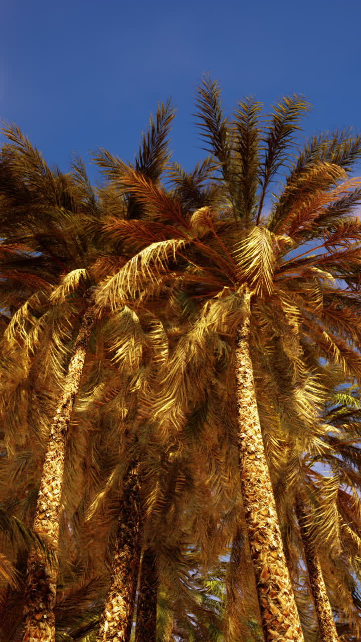 Palm Trees Under a Dramatic Sky