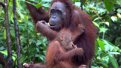 la madre orangután come con el bebé que muere de dientes en verduras