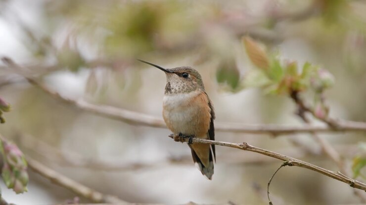 Colibrì femmina posato su un ramo d'albero, primo piano