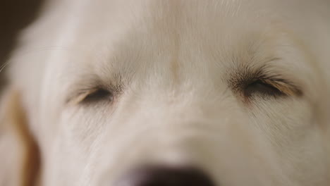 close-up of a sleeping puppy