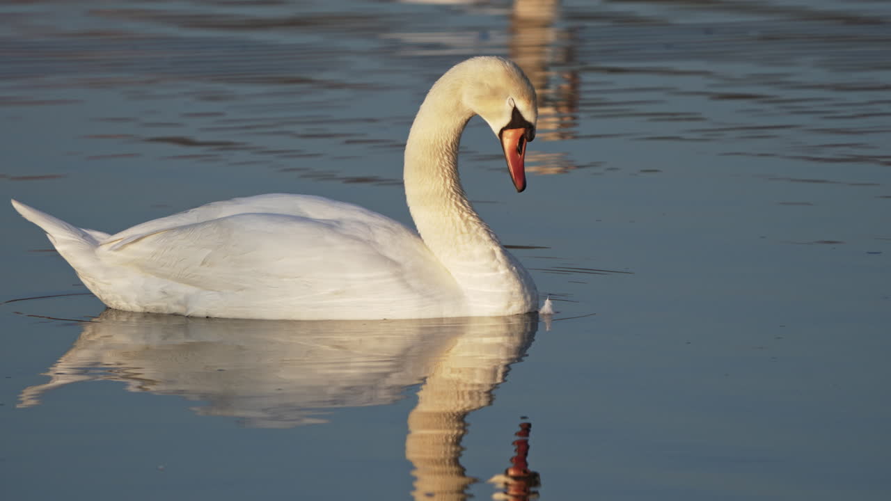 Beautiful reflections bounce of the feathers of a swan floating on pond at dawn