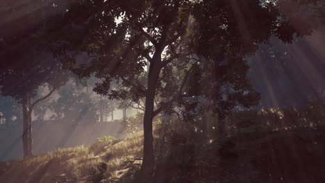 sunlight streaming through a forest