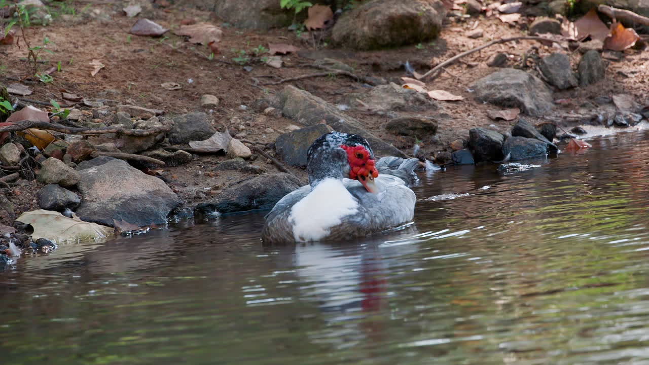 un pato real en el agua