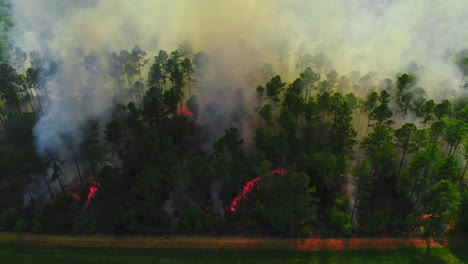wildfire burning through dense forest in georgia, usa. thick smoke billows above the treetops and glowing red flames.