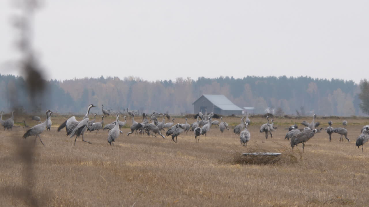 массивная стая обыкновенных журавлей на открытом сельском поле осенью