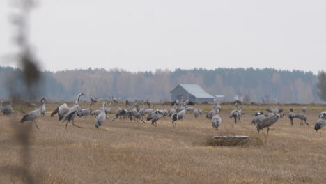 massive flock of common cranes on open rural field in autumn