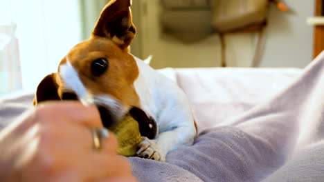 jack russell acostado en la cama con el dueño muerde juguetonamente una pelota de goma amarilla