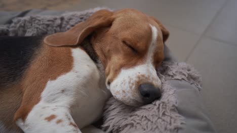 perro beagle joven durmiendo en la cama y respirando suavemente
