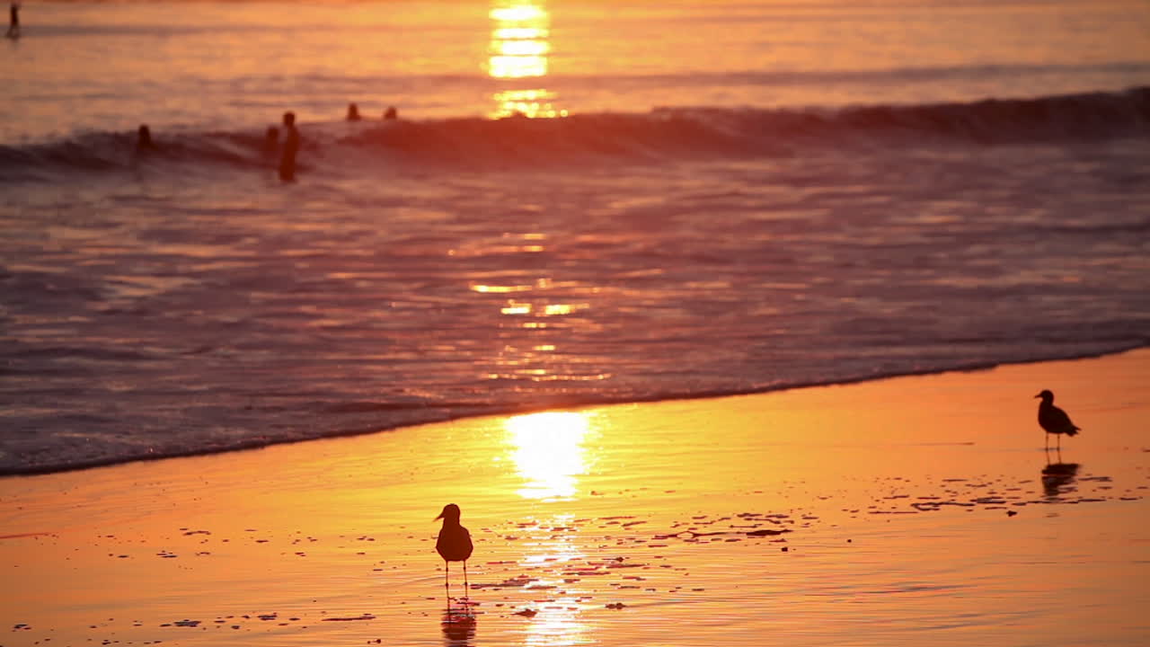 새들이 백그라운드에서 수영하는 사람들과 함께 일몰에 해변에 모입니다.