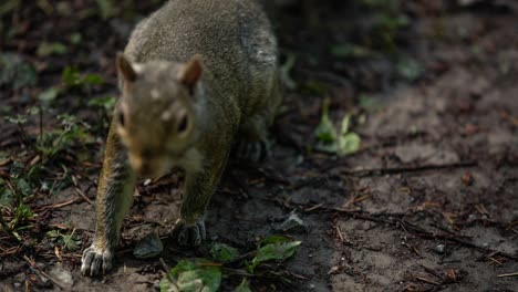 Close-up-shot-of-a-squirrel-walking-on-a-path-looking-for-food