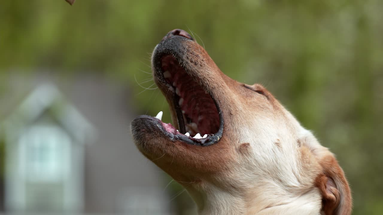 Closeup of dog catching treat in slow motion