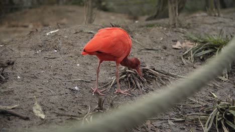 un ibis rojo con plumas rosadas y pico largo en un santuario de aves