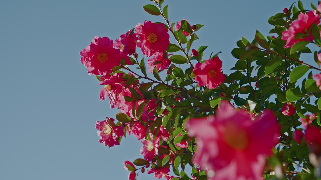 Racimos de rosas rosadas vívidas y hojas verdes llenan el encuadre contra un cielo azul claro, con un suave bokeh en primer plano, capturado como una toma estática en contrapicado bajo la brillante luz natural del sol.