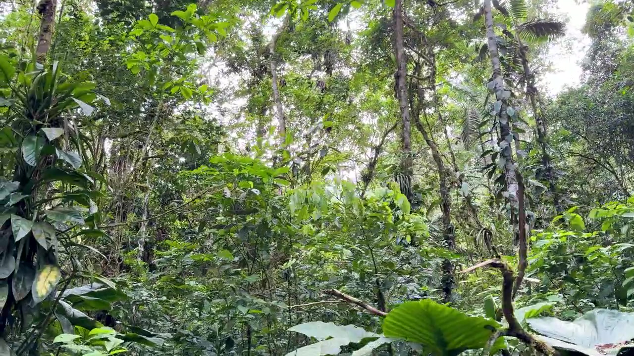 Un filodendro che si arrampica su un tronco d'albero nel sottobosco della foresta pluviale dell'Ecuador, circondato da ampie foglie e fitta vegetazione verde sul suolo della foresta