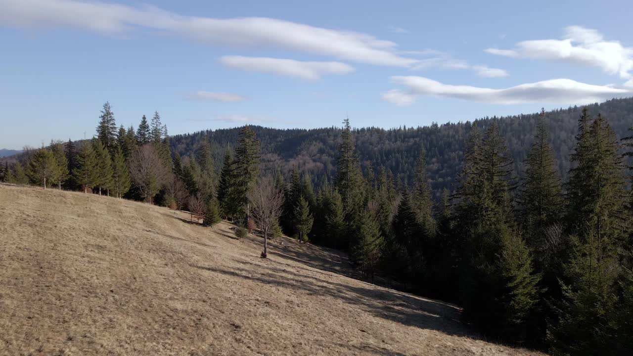 bosques de pinos en una densa montaña forestal en el macizo de ceahlau, rumania durante el verano