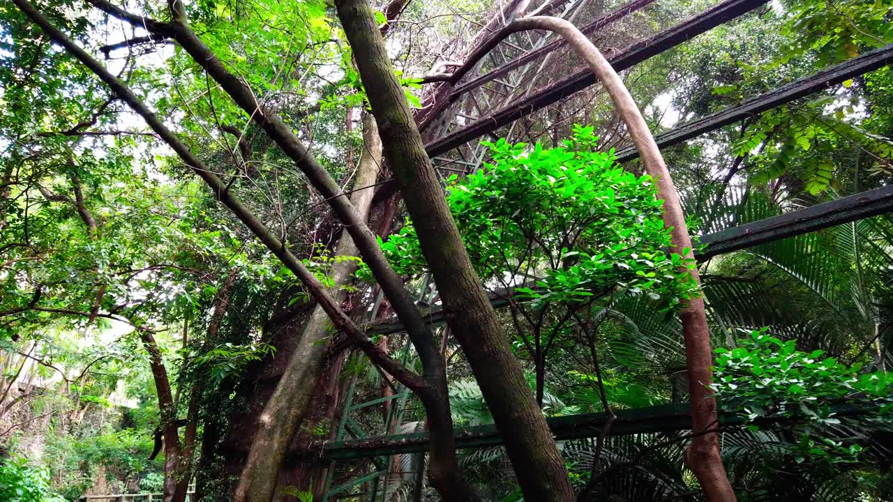 Close-up zoom in on textured red palm tree surrounded by tropical greenery under natural daylight.