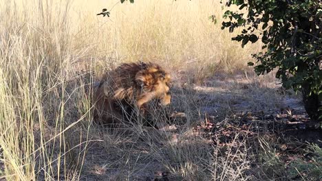 male african lion relaxes in tall shady grass in botswana, africa