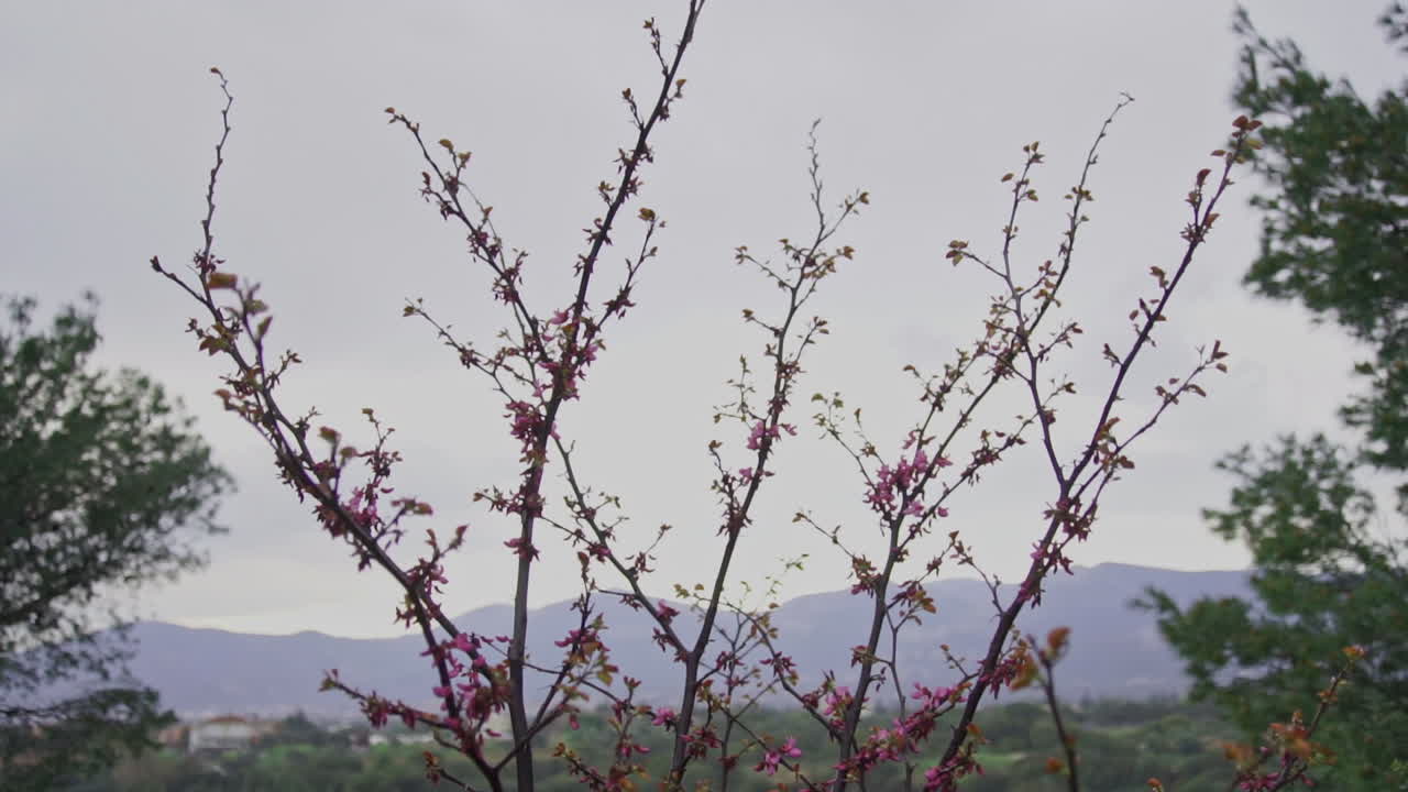라일락 나무 슬로우 모션의 샷 아래로 기울이기