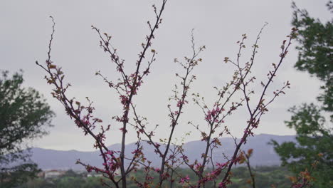 tiro inclinado hacia abajo de un árbol de lilas a cámara lenta