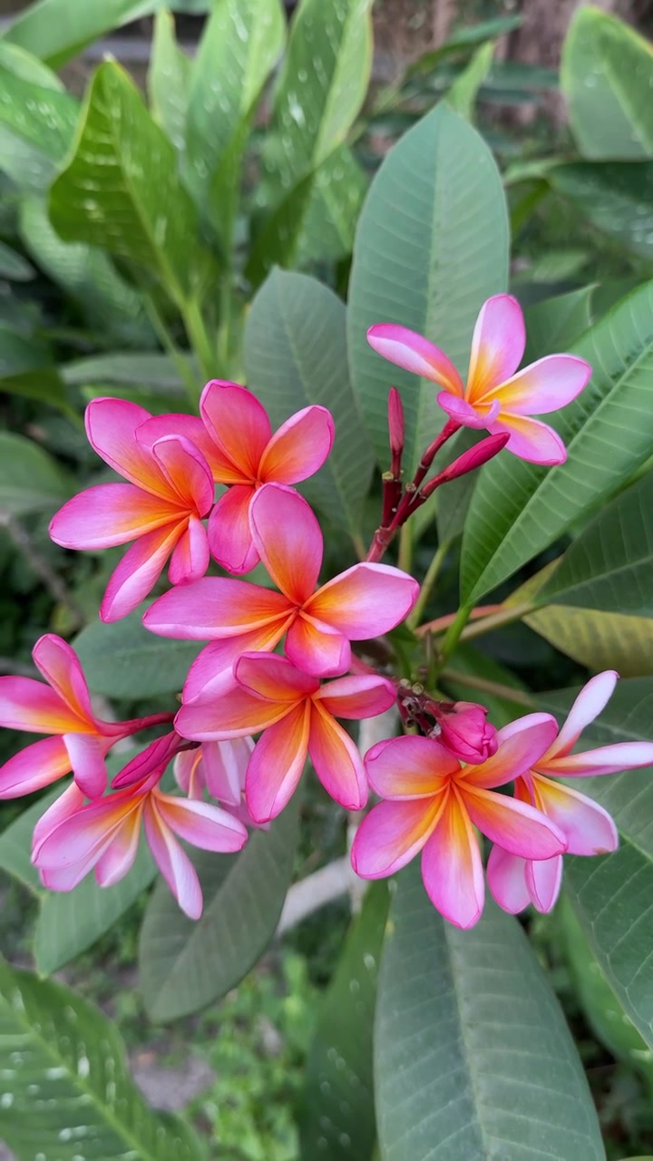 Primo piano di vivaci fiori di Plumeria rosa e gialli.