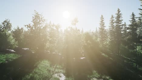 Healthy-Green-Trees-in-a-Forest