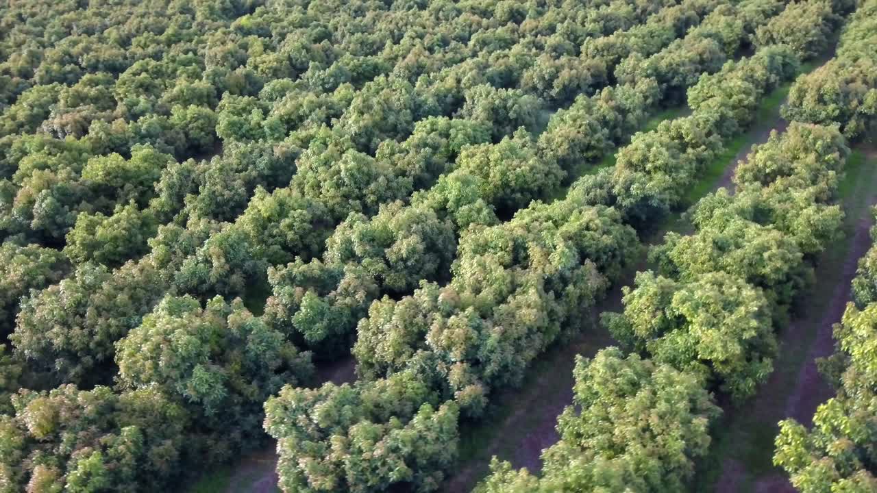 vista de drones volando sobre hileras de árboles de huerta