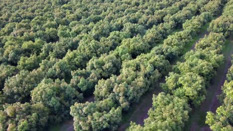 drone view flying above orchard rows of trees