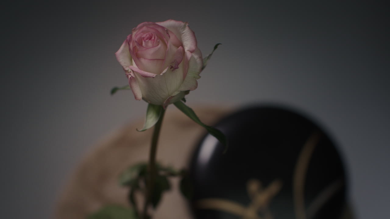 A single rose withers in a vase timelapse