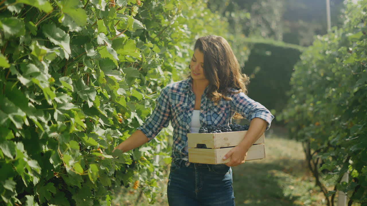 mujer cosechando uvas en el viñedo
