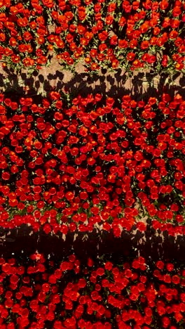 red tulip field aerial view