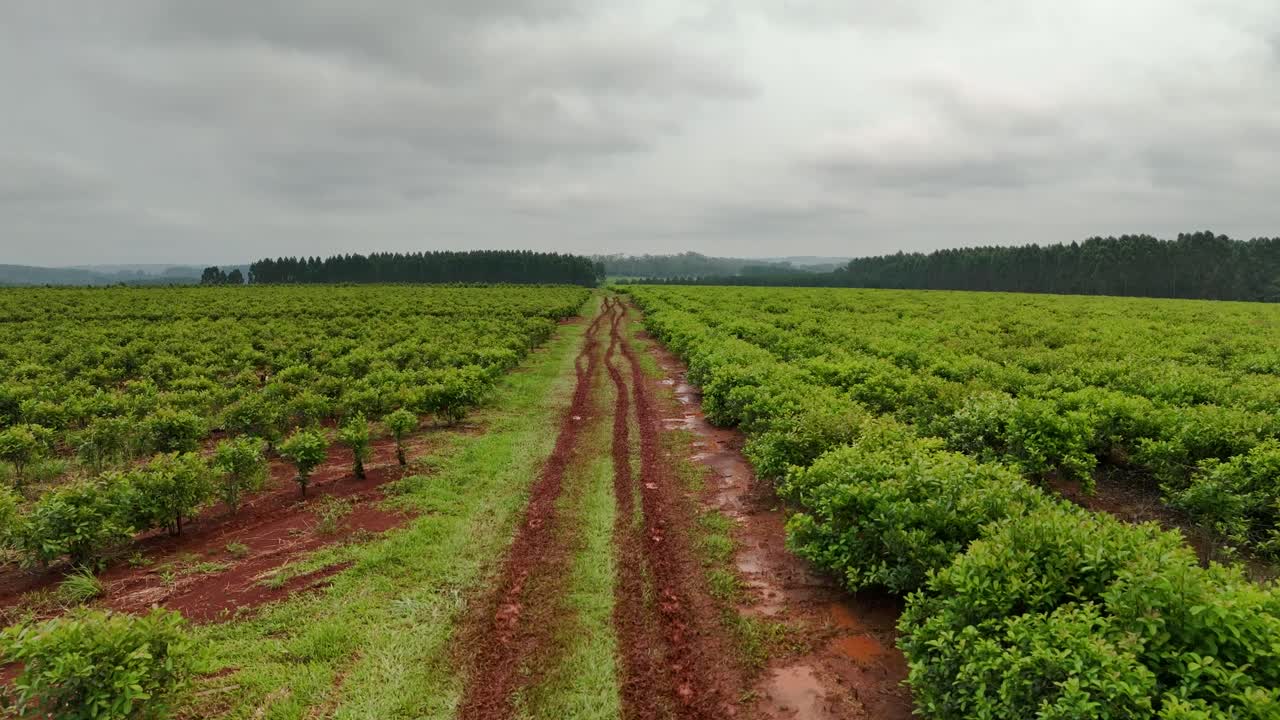 Drone aerial landscape mud dirt trail between yerba mate crop plantation trees agriculture industry farming region Santa Mar&iacute;a Misiones Catamarca Argentina South America