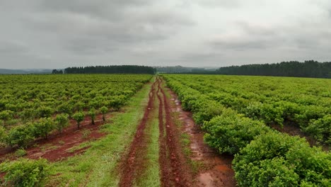 Drohnen-Luftlandschaft,-Schlamm-Schotter-Pfad-Zwischen-Yerba-Mate-Ernteplantagenbäumen,-Landwirtschaft,-Industrie,-Landwirtschaftsregion,-Santa-María,-Misiones,-Katamarca,-Argentinien,-Südamerika