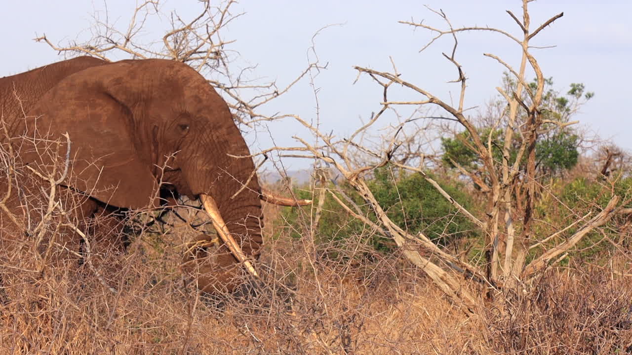 엄니 모양이 잘못된 코끼리는 건조한 탄다 풍경에서 나뭇가지를 먹는다